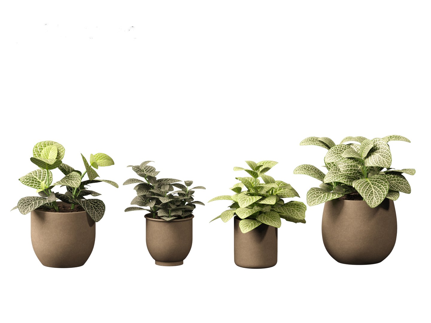 3D Fittonia albivenis - nerve plant https://p.turbosquid.com/ts-thumb/Hr/2IM7S6/lN/fittoniaalbivenis_015/jpg/1696946806/1920x1080/fit_q87/8679a22c2e4c8bfe68933c3d0a6fd0df2cf75374/fittoniaalbivenis_015.jpg