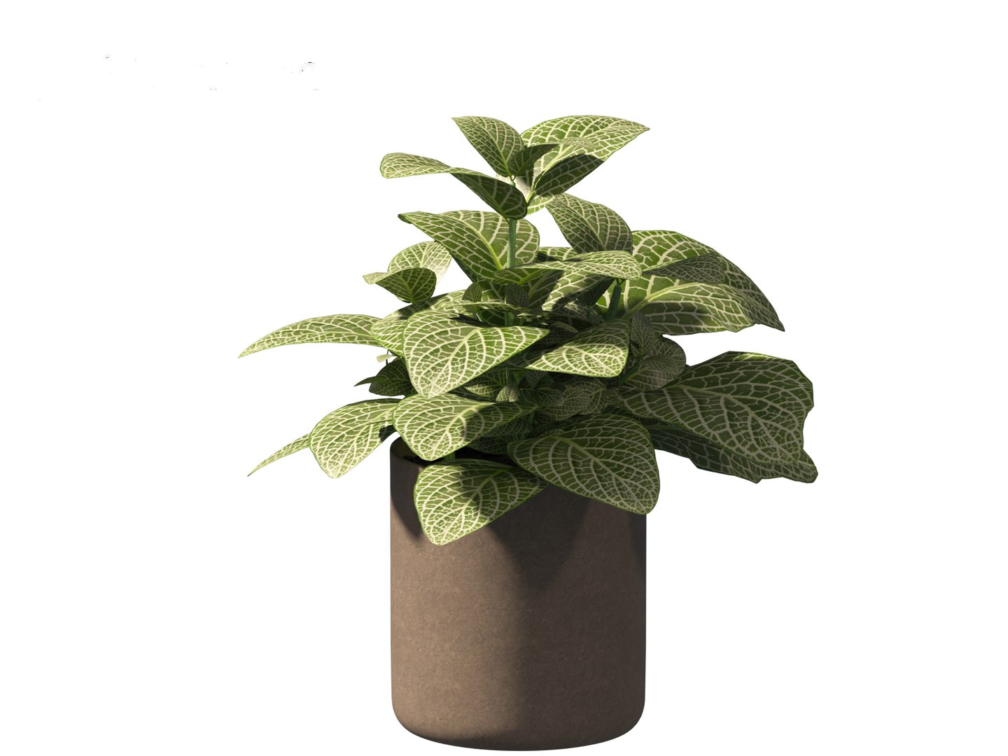 3D Fittonia albivenis - nerve plant https://p.turbosquid.com/ts-thumb/Hr/2IM7S6/lo/fittoniaalbivenis_0112/jpg/1696946822/1920x1080/fit_q87/be67e9d495225964414761f68d645a0b6da4c408/fittoniaalbivenis_0112.jpg