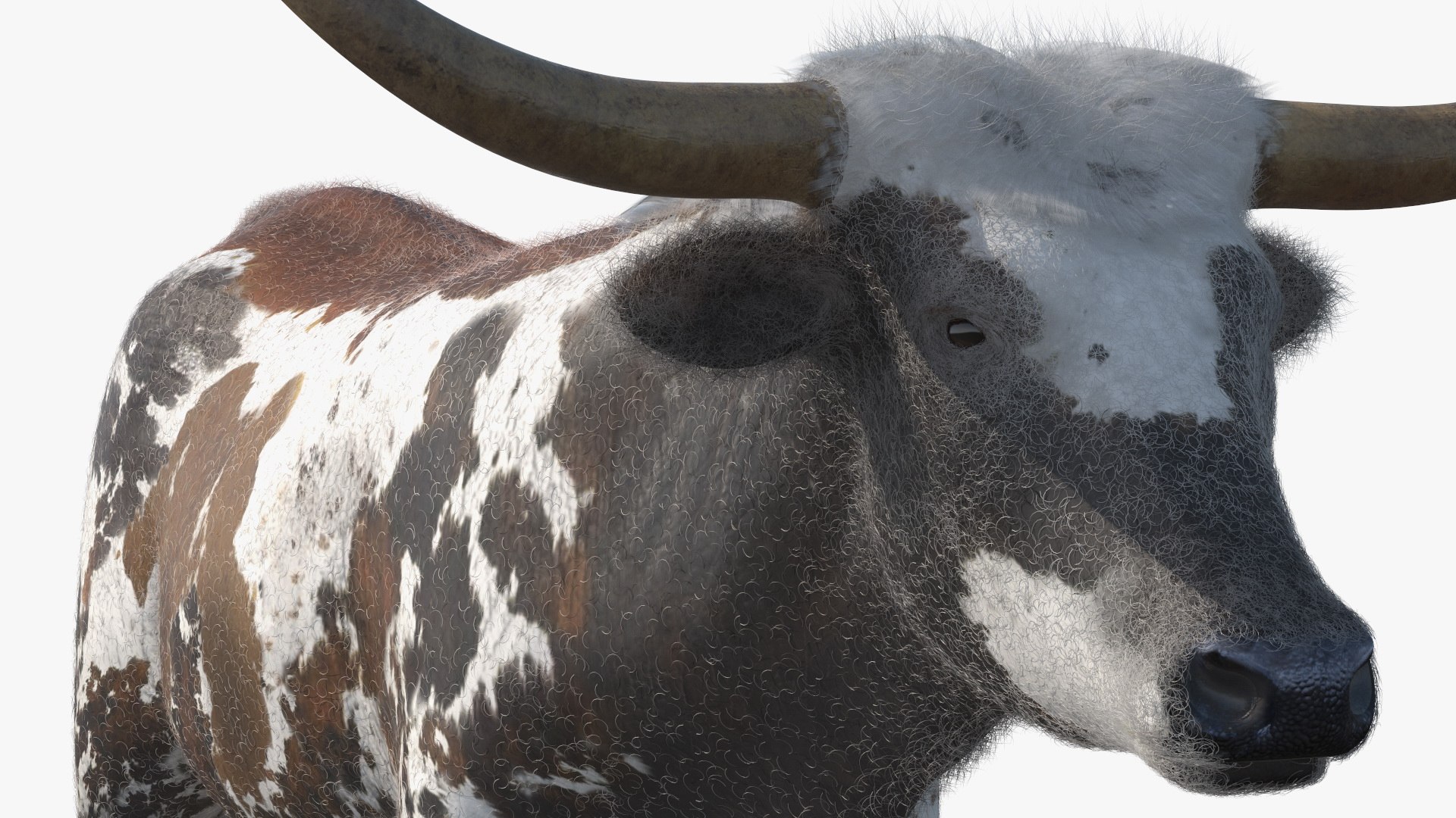 Texas Longhorn Mottled Brown Fur model https://p.turbosquid.com/ts-thumb/Hr/7f6quh/6B/texaslonghornmottledbrownfurmb3dmodel014/jpg/1705921459/1920x1080/fit_q87/18058534b19e316790423670467e93b7214181e3/texaslonghornmottledbrownfurmb3dmodel014.jpg