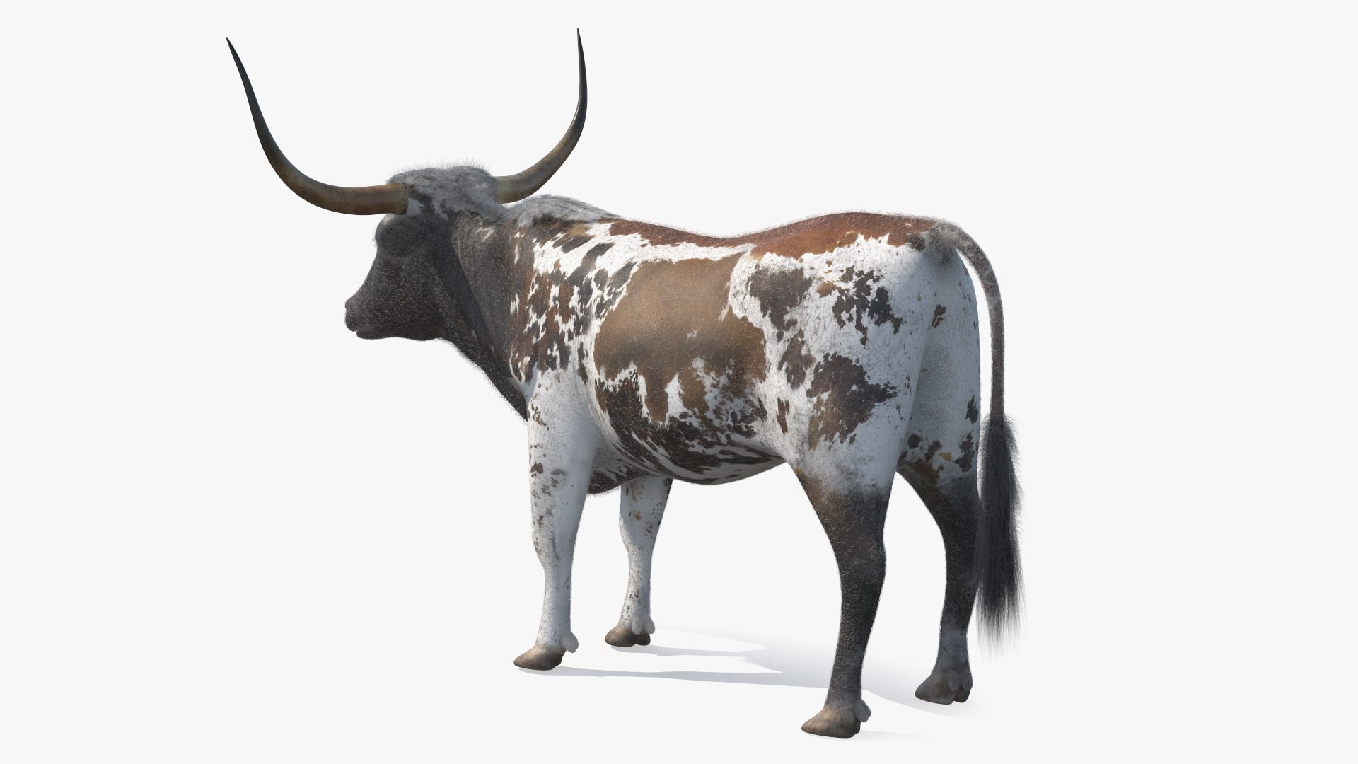 Texas Longhorn Mottled Brown Fur model https://p.turbosquid.com/ts-thumb/Hr/7f6quh/79/texaslonghornmottledbrownfurmb3dmodel011/jpg/1705921444/1920x1080/fit_q87/bbf00d28fb9bcb1ffe943864157b69d3c107a620/texaslonghornmottledbrownfurmb3dmodel011.jpg