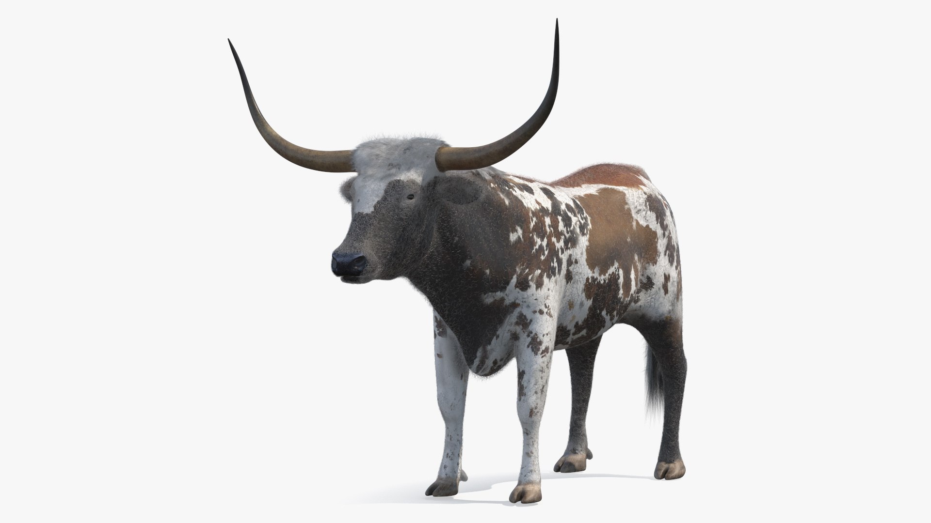 Texas Longhorn Mottled Brown Fur model https://p.turbosquid.com/ts-thumb/Hr/7f6quh/Bz/texaslonghornmottledbrownfurmb3dmodel009/jpg/1705921435/1920x1080/fit_q87/58e79fcb069970ebe61032ce4fa32c02c7f6a86e/texaslonghornmottledbrownfurmb3dmodel009.jpg