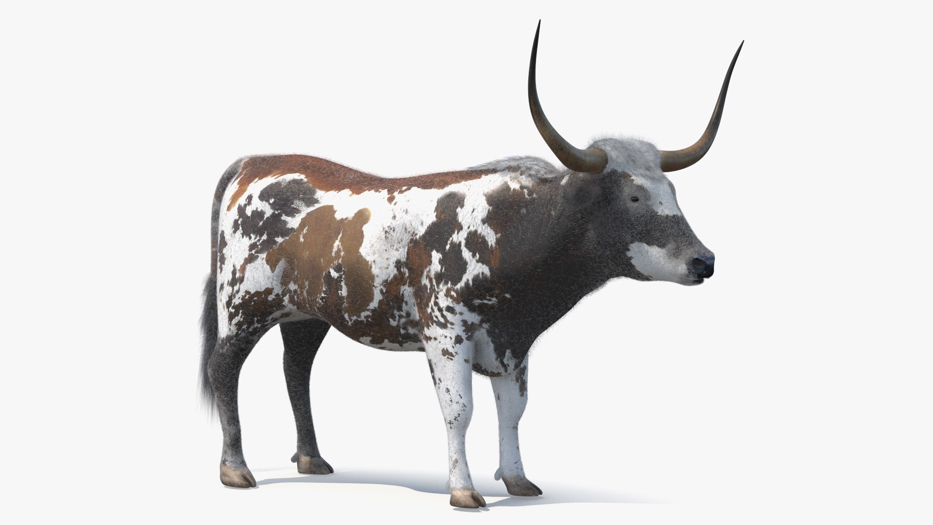 3D Farm Animals Big Collection 5 https://p.turbosquid.com/ts-thumb/Hr/7f6quh/EC/texaslonghornmottledbrownfurmb3dmodel001/jpg/1789541168/1920x1080/fit_q87/5d9e1546f00bfce1408f5ffadbb42fd1c42db784/texaslonghornmottledbrownfurmb3dmodel001.jpg