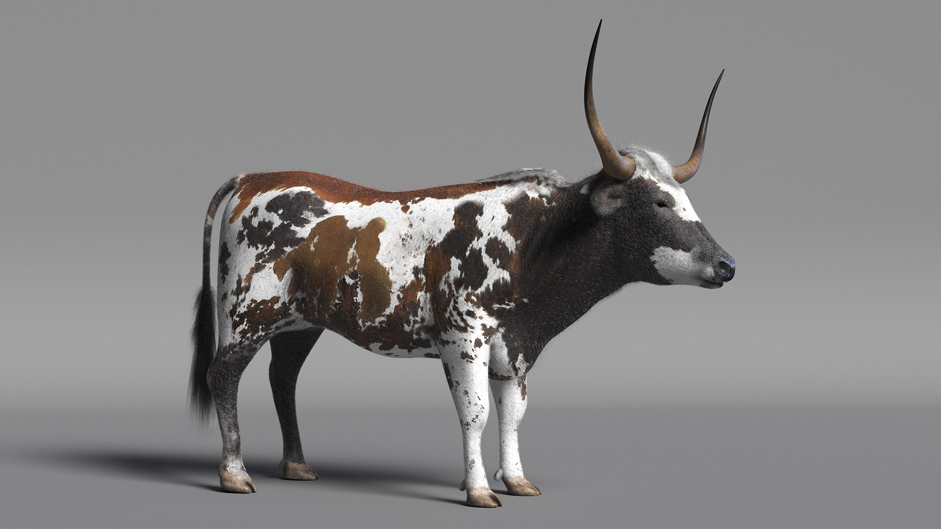 Texas Longhorn Mottled Brown Fur model https://p.turbosquid.com/ts-thumb/Hr/7f6quh/JT/texaslonghornmottledbrownfurmb3dmodel007/jpg/1705921425/1920x1080/fit_q87/c22378d1ef5725079504010793c707d04d99f759/texaslonghornmottledbrownfurmb3dmodel007.jpg