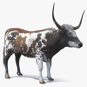 Texas Longhorn Mottled Brown Fur model