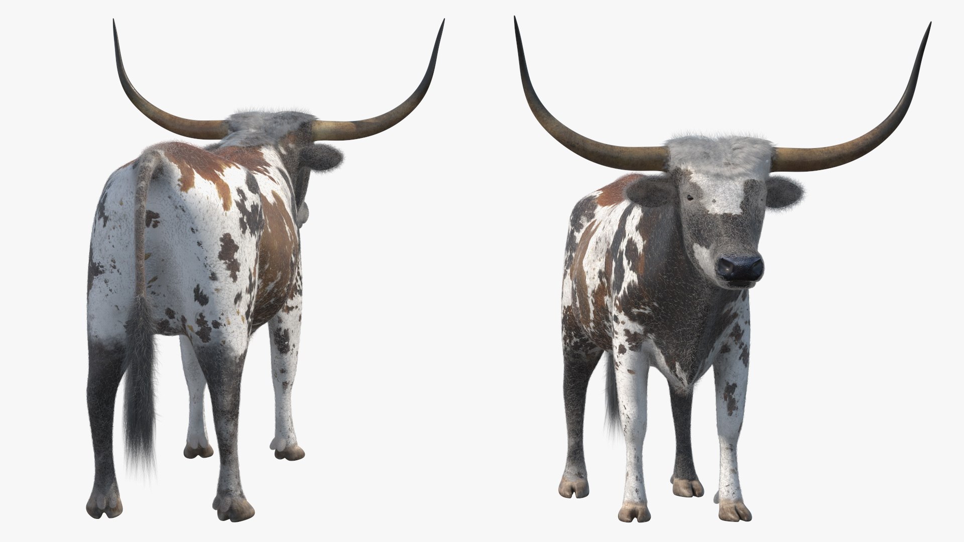 Texas Longhorn Mottled Brown Fur model https://p.turbosquid.com/ts-thumb/Hr/7f6quh/pf/texaslonghornmottledbrownfurmb3dmodel008/jpg/1705921429/1920x1080/fit_q87/de684c4c322496bf7f07397de9c9b2b20b6725a2/texaslonghornmottledbrownfurmb3dmodel008.jpg