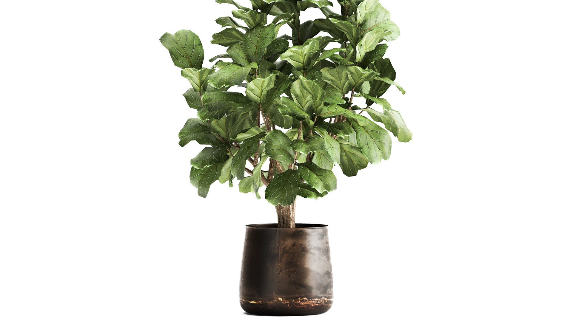 Ficus lyrata in a rust pot for the interior 1040 3D model - TurboSquid ...