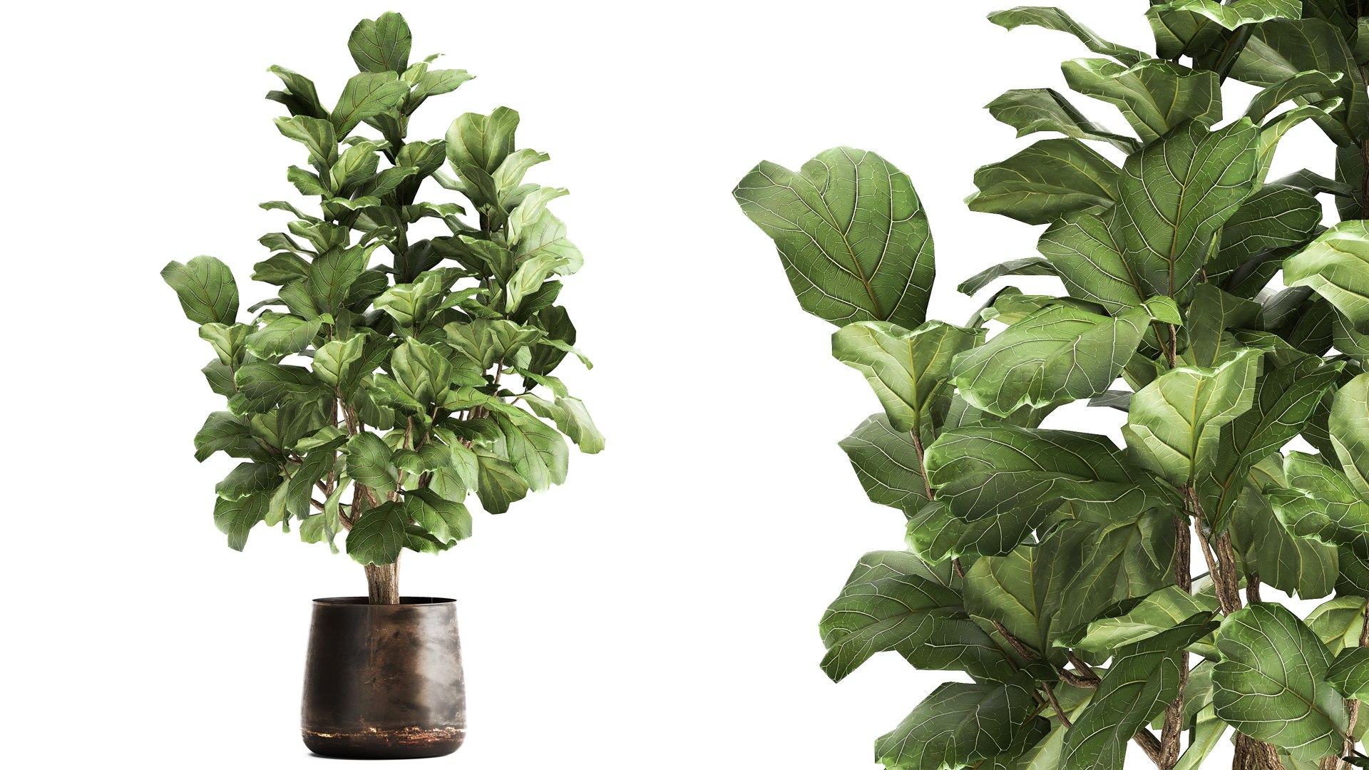 Ficus lyrata in a rust pot for the interior 1040 3D model - TurboSquid ...