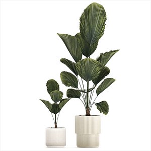 Beautiful licuala palm tree in flower pots for decoration 1270