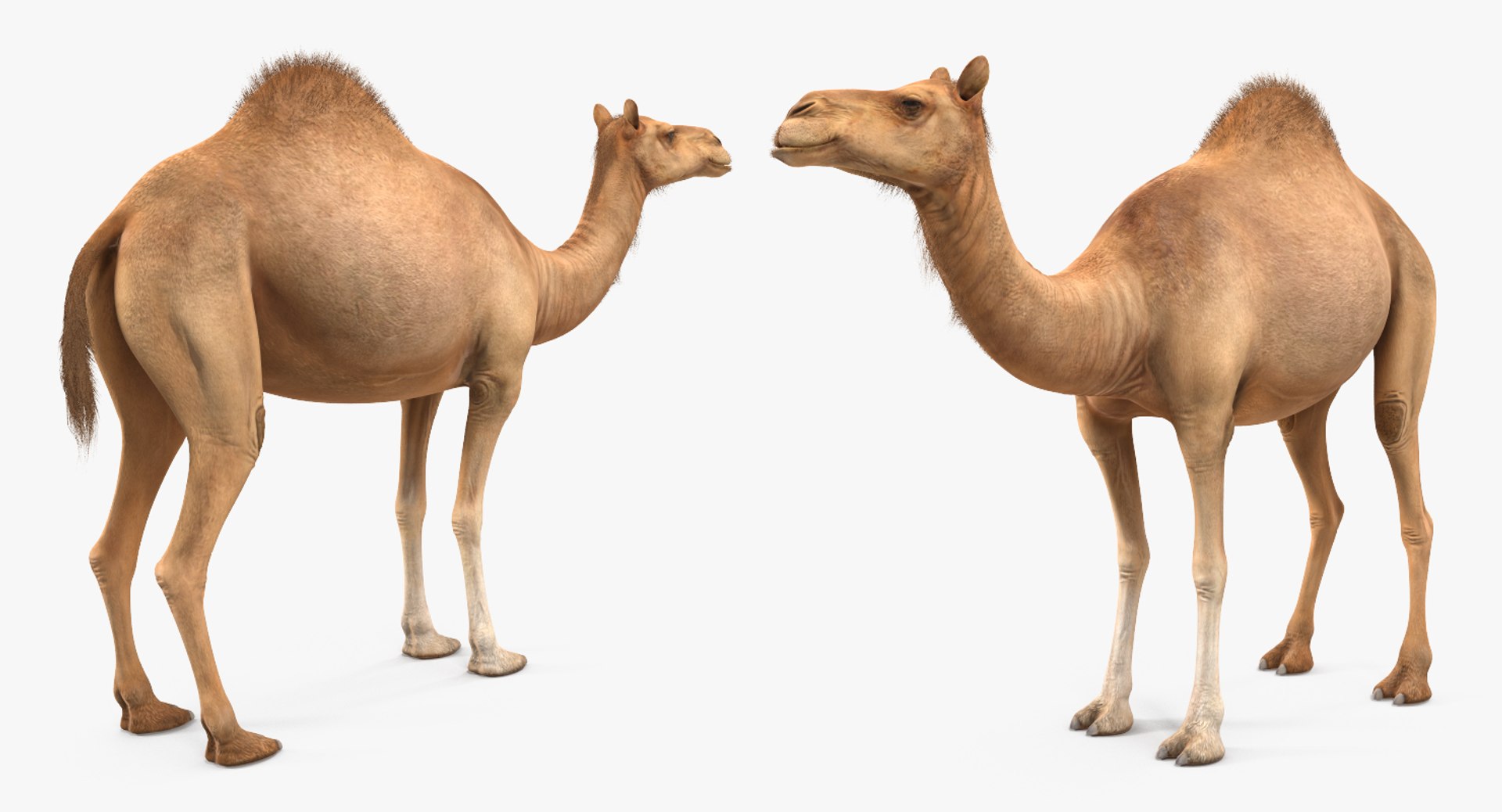 3d model camel standing pose https://p.turbosquid.com/ts-thumb/Hr/GsZYx4/KrrQR54Q/camelstandingposemb3dmodel005/jpg/1487238900/1920x1080/fit_q87/20a5bdbd4648f09010cab6591683b01afacd3658/camelstandingposemb3dmodel005.jpg