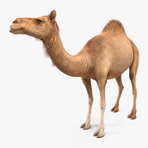 3d model camel standing pose