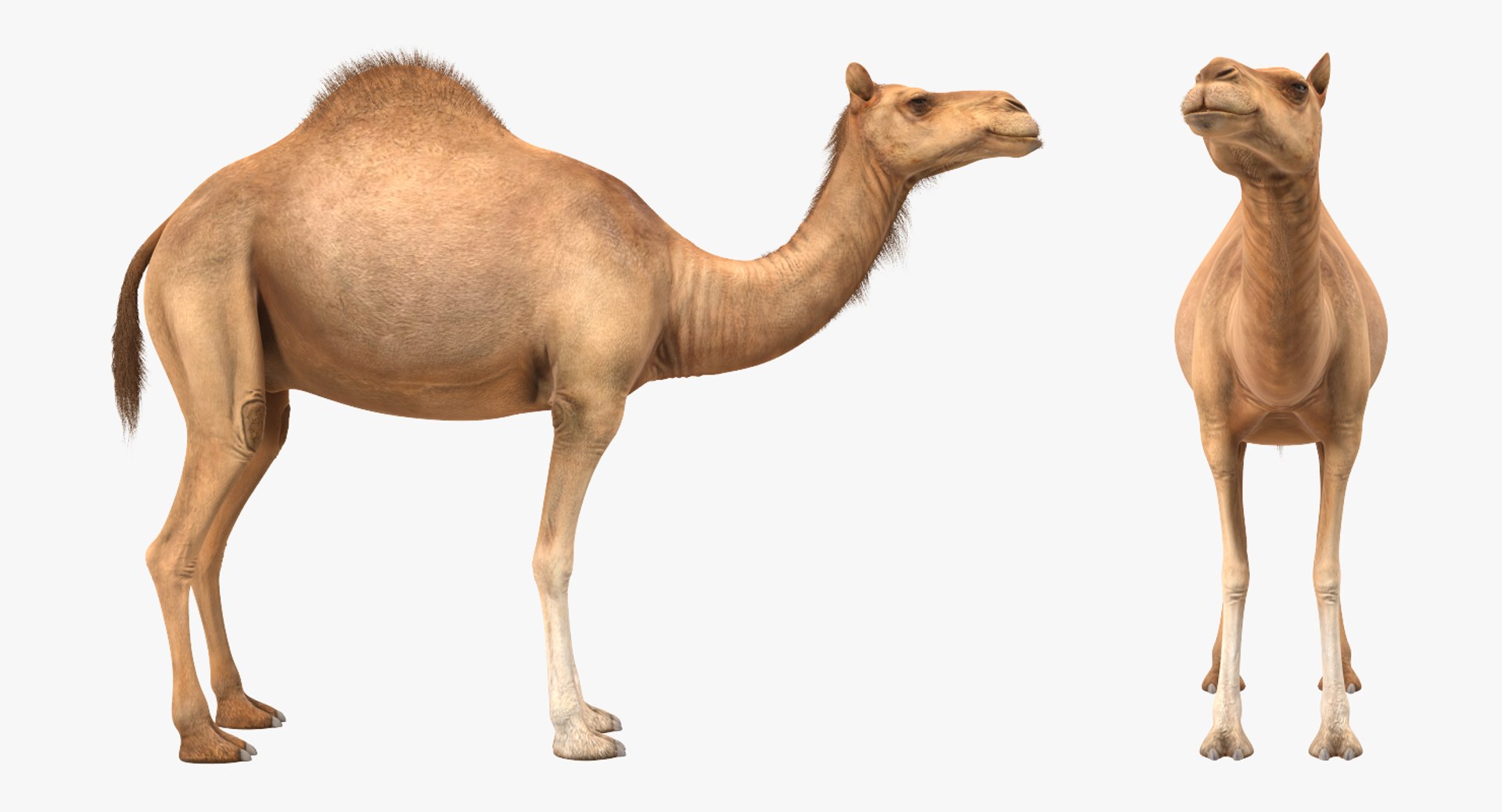 3d model camel standing pose https://p.turbosquid.com/ts-thumb/Hr/GsZYx4/o8ZM1QAC/camelstandingposemb3dmodel003/jpg/1487238900/1920x1080/fit_q87/7d1e30c283cac356cba02a4f270135c104f9ade5/camelstandingposemb3dmodel003.jpg