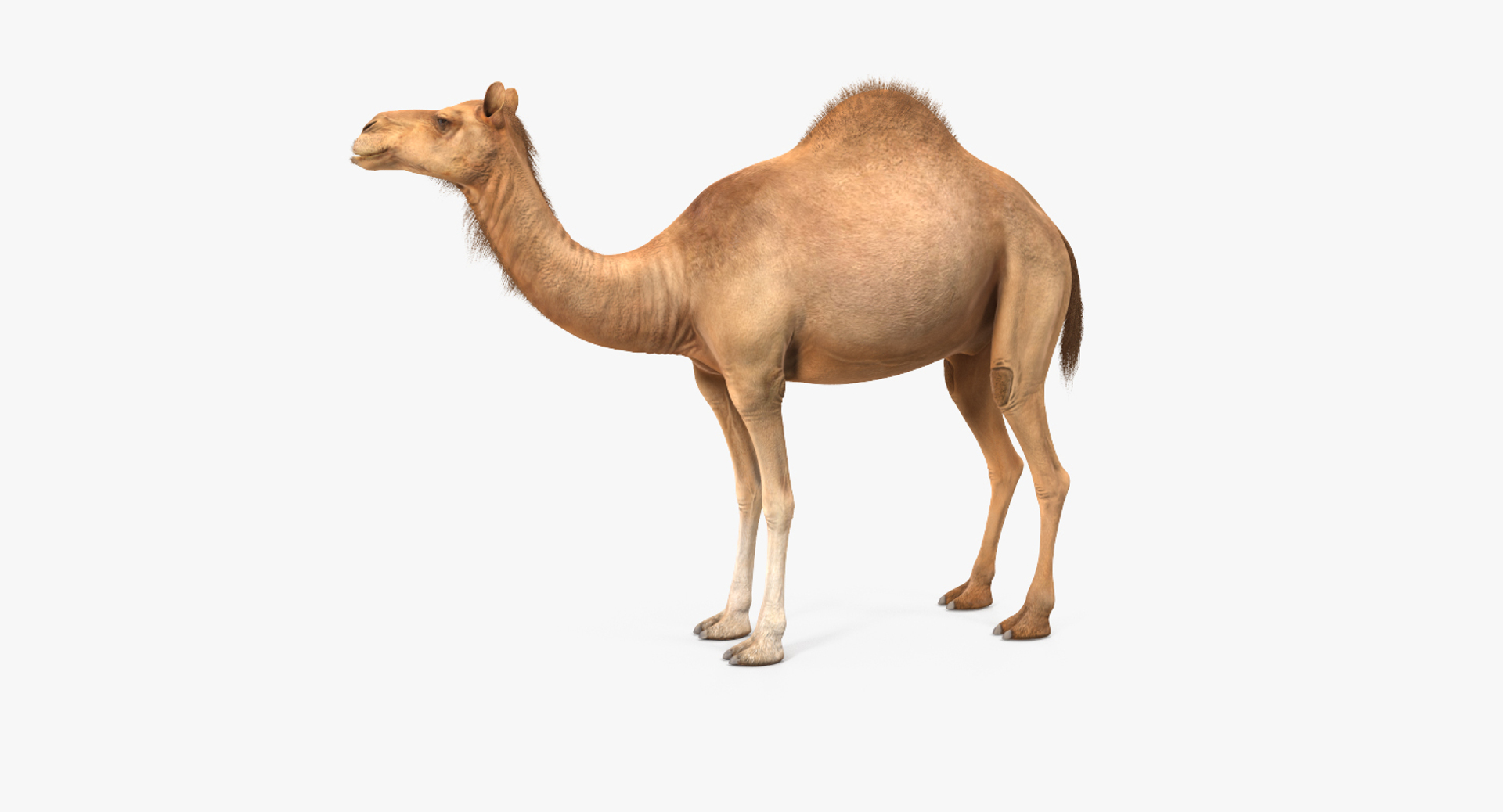 3d model camel standing pose https://p.turbosquid.com/ts-thumb/Hr/GsZYx4/srTrs2mf/camel_standing_pose_360/jpg/1487236925/1920x1080/turn_fit_q99/ebe0e649269d1badf6374e3e941c55539290d169/camel_standing_pose_360-1.jpg
