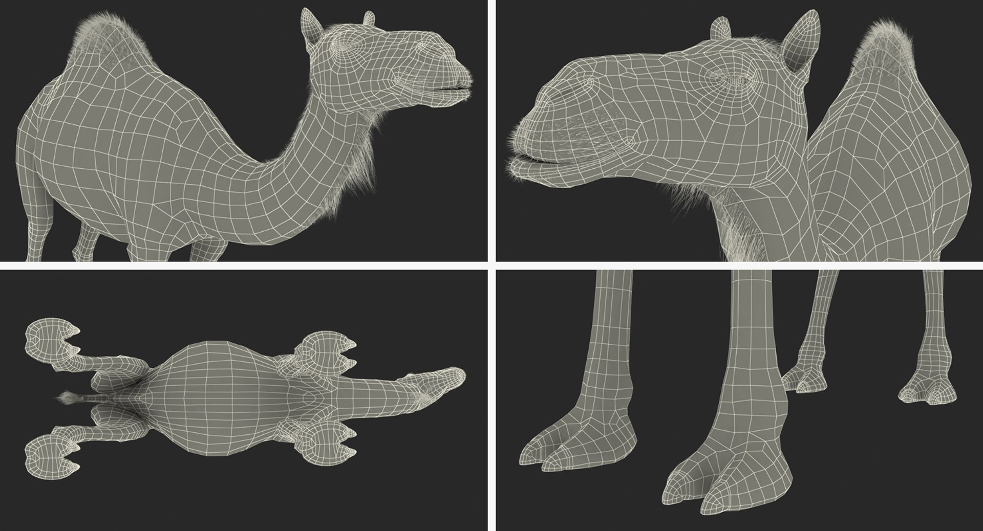 3d model camel standing pose https://p.turbosquid.com/ts-thumb/Hr/GsZYx4/v59Ef9nd/camelstandingposemb3dmodel017/jpg/1487238900/1920x1080/fit_q87/73bcc26ae673b0c0b3854e2493efee4f5b20fe46/camelstandingposemb3dmodel017.jpg