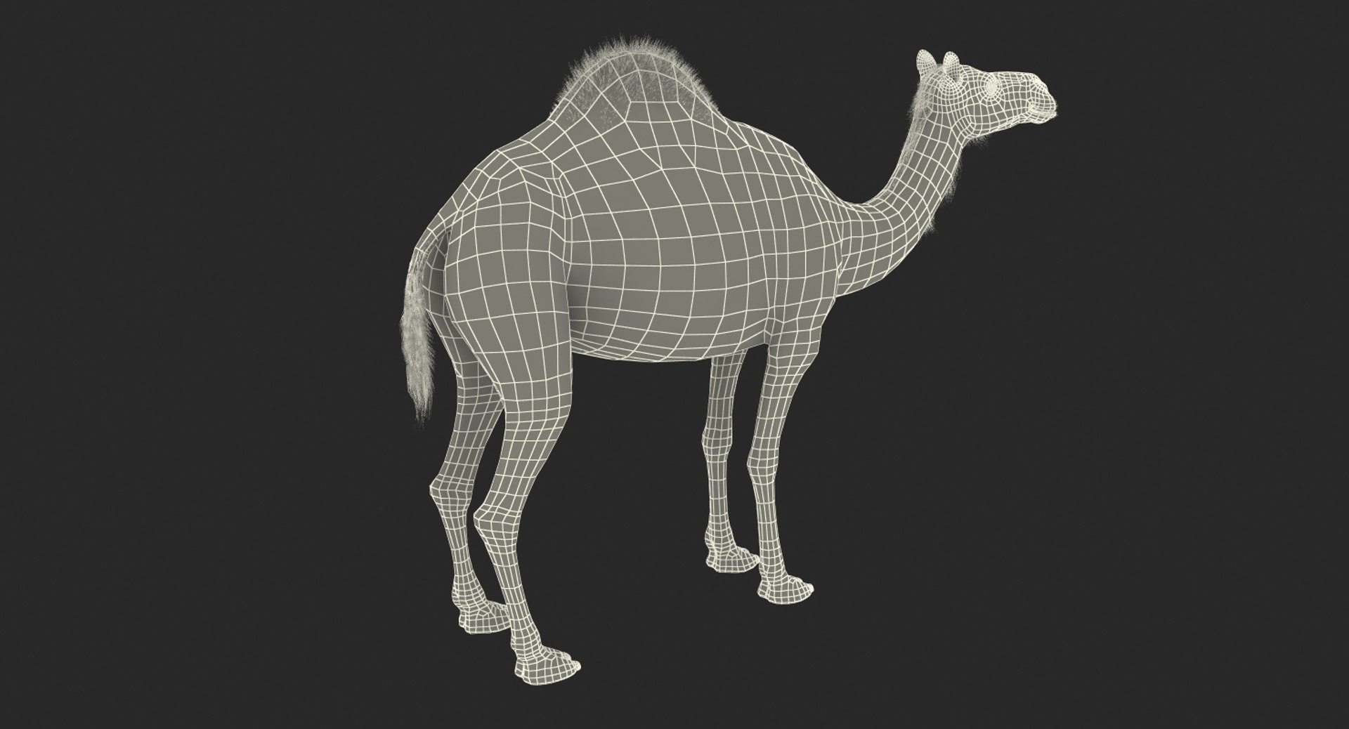 3d model camel standing pose https://p.turbosquid.com/ts-thumb/Hr/GsZYx4/xTJRAAFP/camelstandingposemb3dmodel015/jpg/1487238900/1920x1080/fit_q87/e7de72c1af1aaf572eeeb57f79e3198c567d3669/camelstandingposemb3dmodel015.jpg