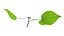 Dioscorea