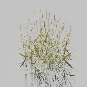 Pigeon Grass