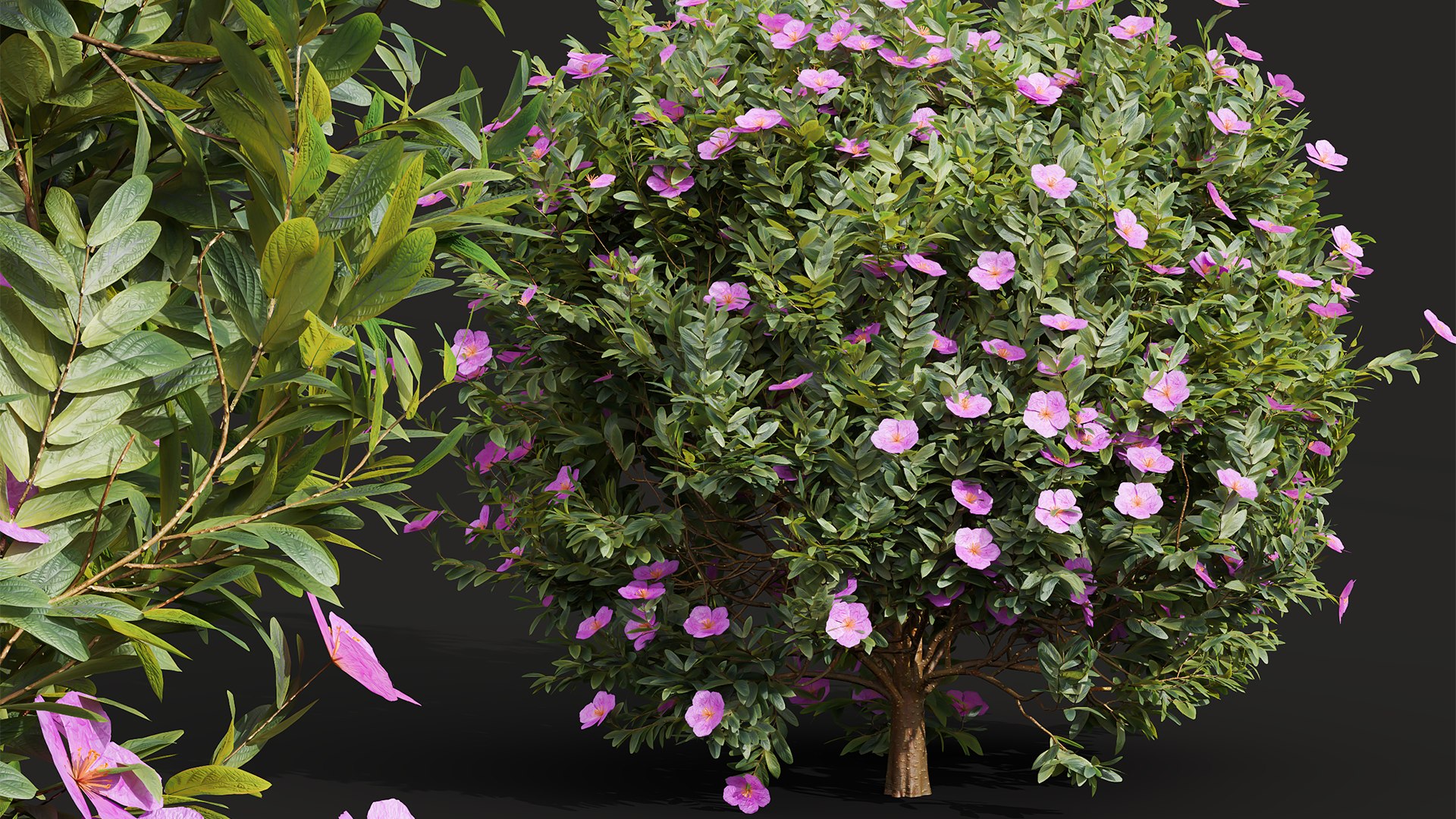 3D New Plant Cistus Albidus Zistrose Flower - TurboSquid 2184257