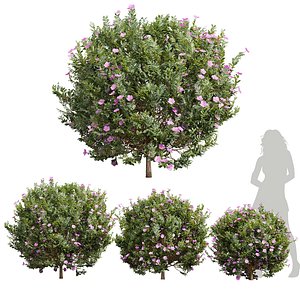 3D New Plant Cistus Albidus Zistrose Flower