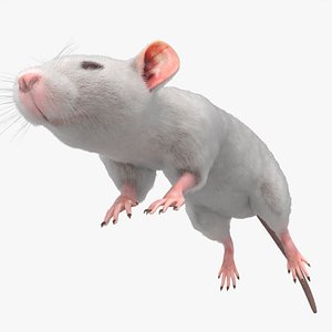 Rodent Rat Running Animated Rigged For Blender