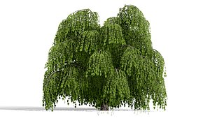 3D Deciduous Tree Collection