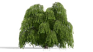 3D Deciduous Tree Collection