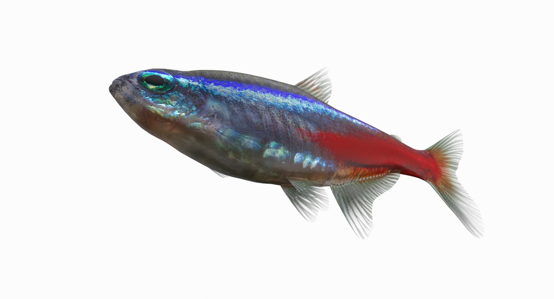 3D Neon Tetra Model - TurboSquid 1322519