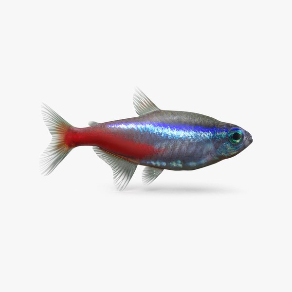 Neon Fish At Petsmart