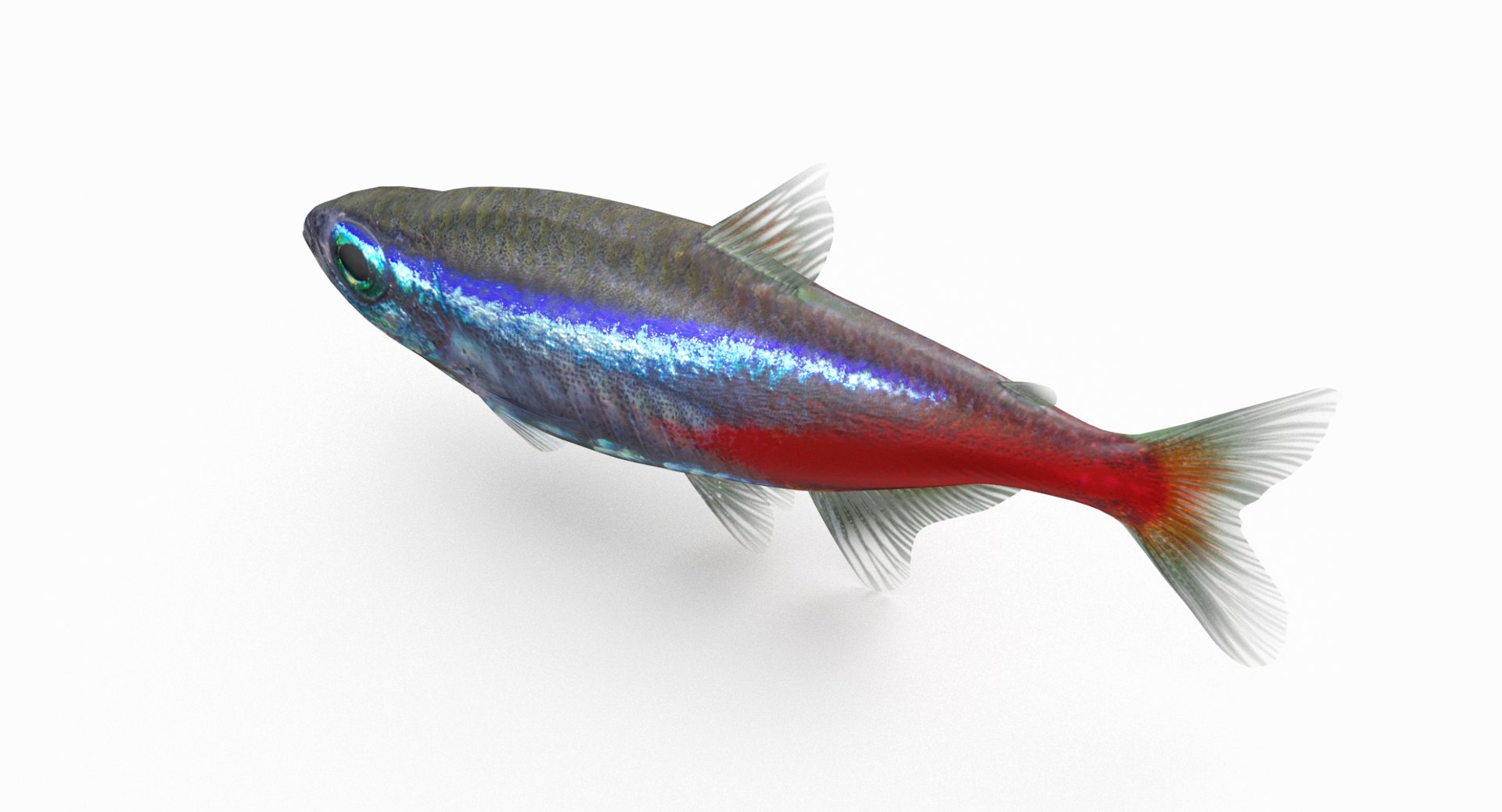 3D Neon Tetra Model - TurboSquid 1322519