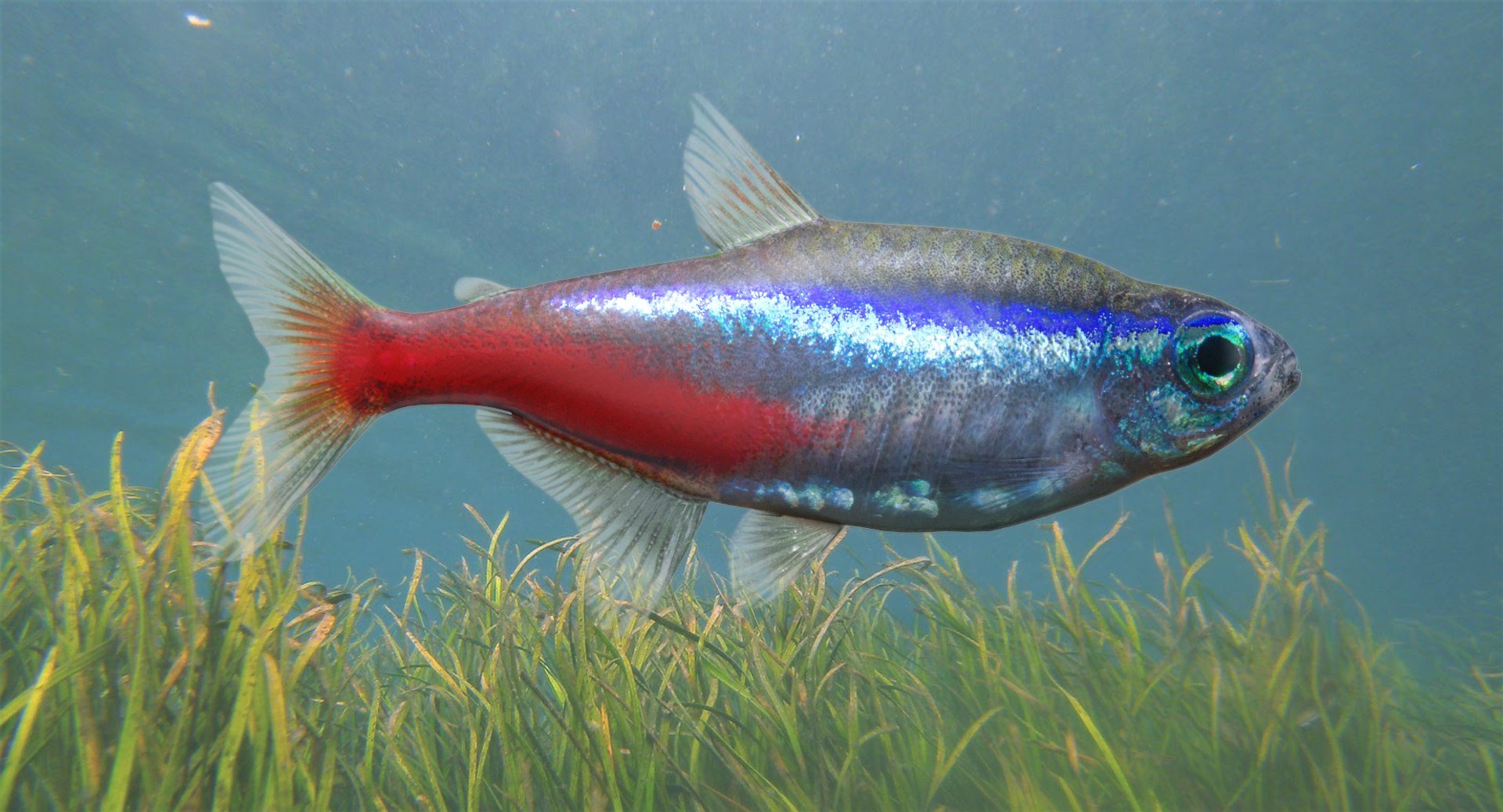3D Neon Tetra Model - TurboSquid 1322519