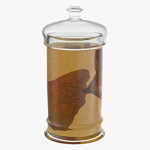 Vintage Organ Jar - Human Lung