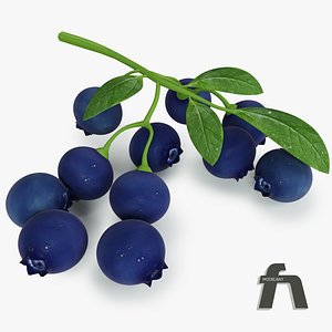 Blueberry fruit