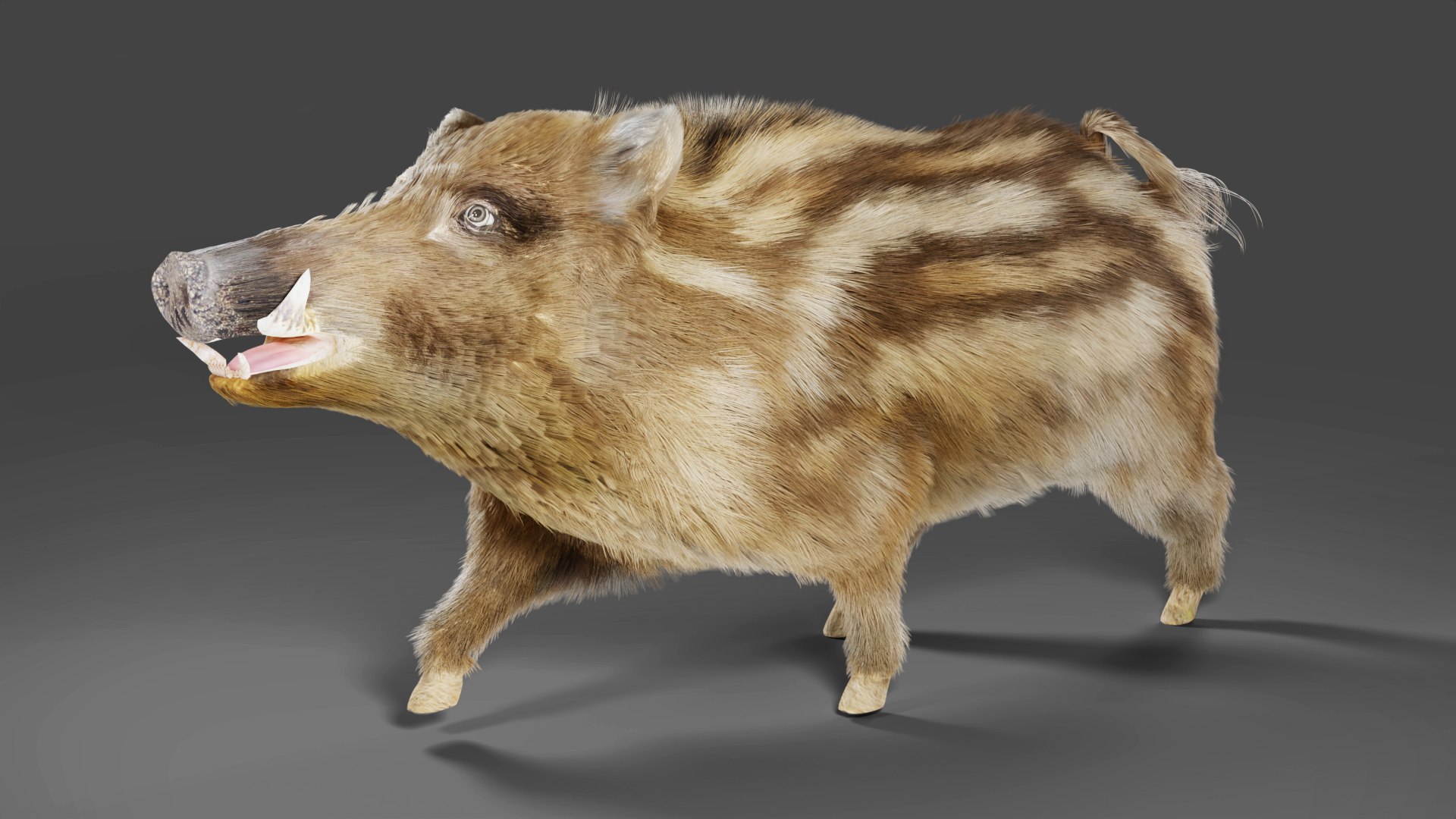 Fur Wild Boar V03 Rigged in Blender model - TurboSquid 1991114