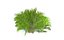 natural forest bushes 3D model