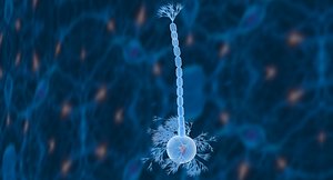 nerve cells neuron 3D model