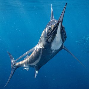 Striped Marlin Rigged For Maya