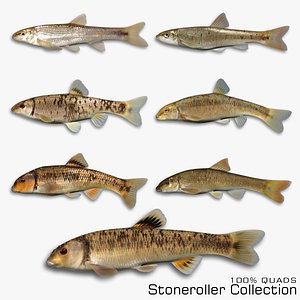 Stoneroller Collection