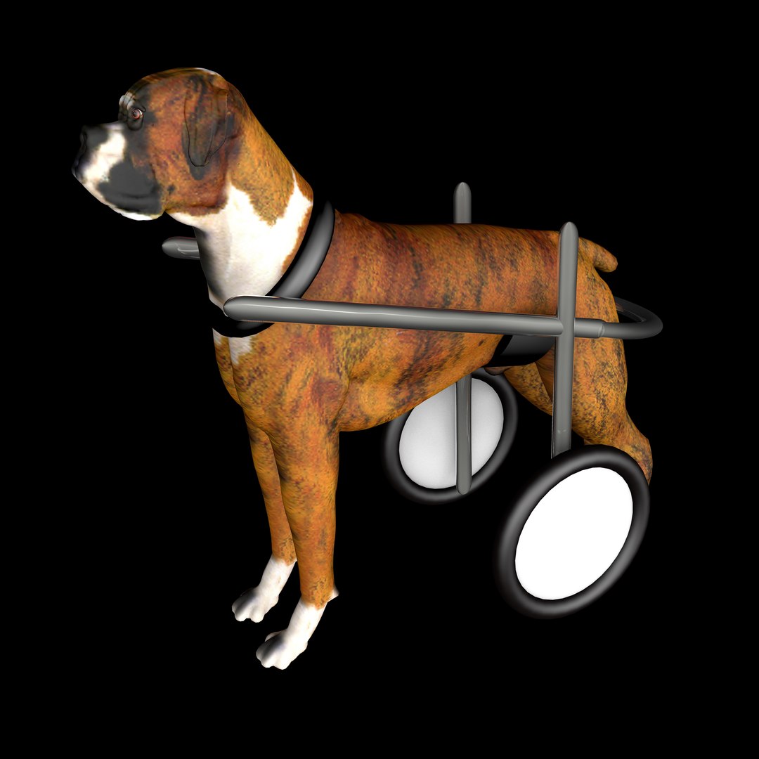 3D Dog Wheelchair 8K TurboSquid 2158510