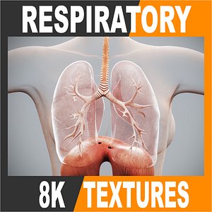 Human Female Respiratory Anatomy