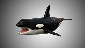 Realistic low poly Rigged killer whale