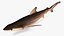 carcharhinus limbatus blacktip shark 3D model