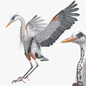 Wild Grey Heron Landing Animated Rigged For Blender