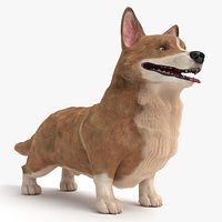 Corgi