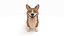 Corgi