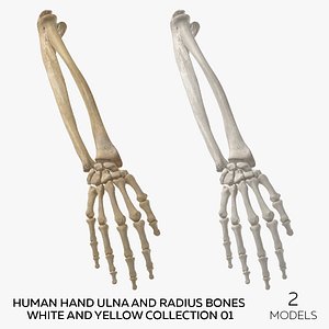 Human Hand Ulna and Radius Bones White and Yellow Collection 01 - 2 models 3D model