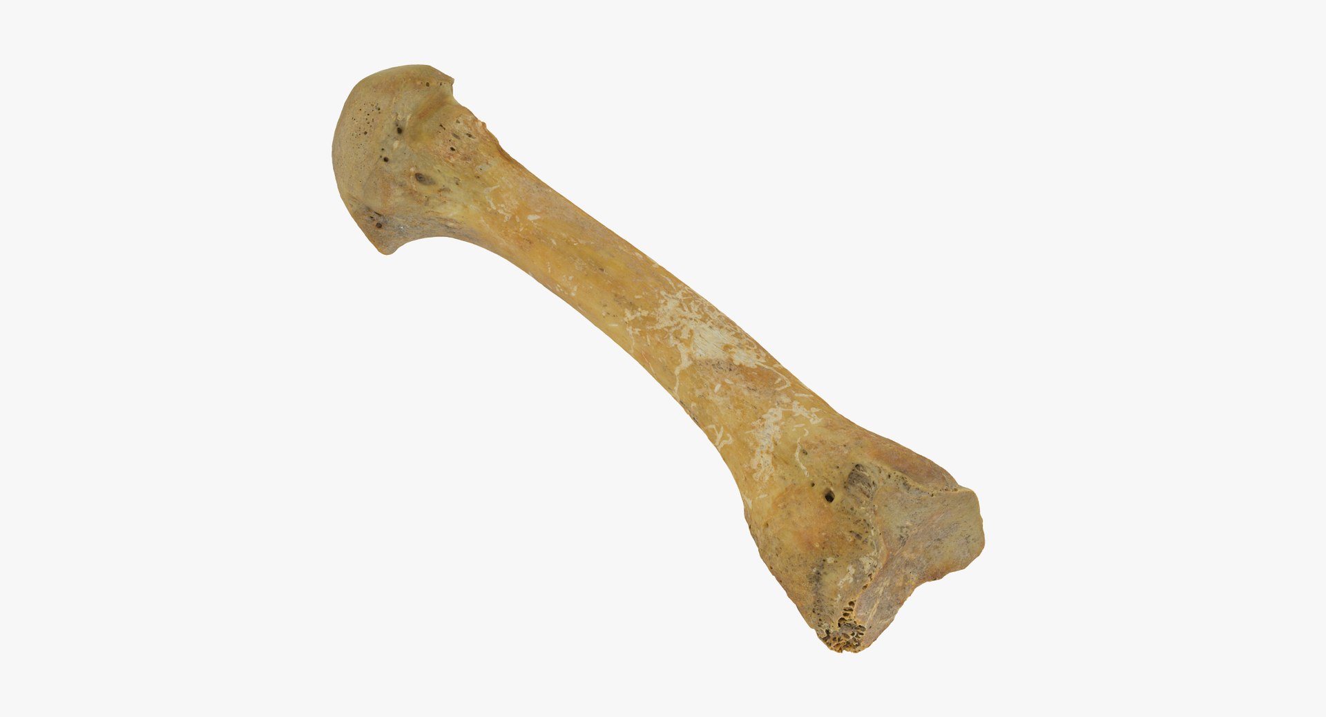 metatarsal bone 01 raw 3D model https://p.turbosquid.com/ts-thumb/Ht/eS2ktE/TyNCUVz8/third_metatarsal_bone_01_thumbnail_04/jpg/1588689742/1920x1080/fit_q87/90e39ee702a8f4244fef0d39b8f99d89635f51e0/third_metatarsal_bone_01_thumbnail_04.jpg