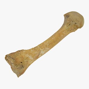 metatarsal bone 01 raw 3D model