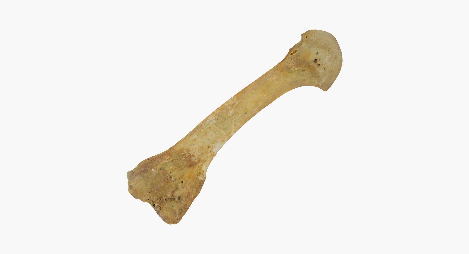 metatarsal bone 01 raw 3D model https://p.turbosquid.com/ts-thumb/Ht/eS2ktE/bxNw7G9y/third_metatarsal_bone_01_thumbnail_01/jpg/1588689742/1920x1080/fit_q87/d6583b1014885ca5aea5b1389865c136c78b6571/third_metatarsal_bone_01_thumbnail_01.jpg