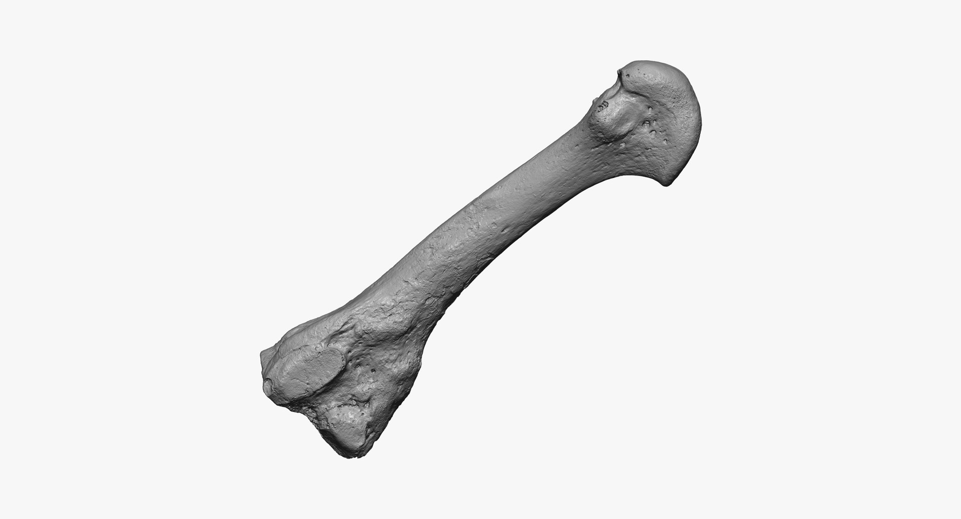 metatarsal bone 01 raw 3D model https://p.turbosquid.com/ts-thumb/Ht/eS2ktE/kqoYwQUG/third_metatarsal_bone_01_thumbnail_02/jpg/1588689742/1920x1080/fit_q87/97ef3c44b95e584a9cb81dd757d861b3c689fa0c/third_metatarsal_bone_01_thumbnail_02.jpg