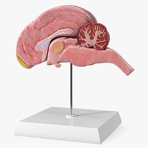 Dog Right Cerebral Hemisphere on Base Stand