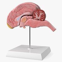 Dog Right Cerebral Hemisphere on Base Stand